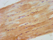 IHC image of CSB-PA745331LA01HU diluted at 1:500 and staining in paraffin-embedded human skeletal muscle tissue performed on a Leica BondTM system. After dewaxing and hydration, antigen retrieval was mediated by high pressure in a citrate buffer (...