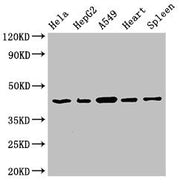 Western Blot Positive WB detected in: Hela whole cell lysate, HepG2 whole cell lysate, A549 whole cell lysate, Rat heart tissue, Rat spleen tissue All lanes: EIF3M antibody at 2.7µg/ml Secondary Goat polyclonal to rabbit IgG at 1/50000 dilution Pr...