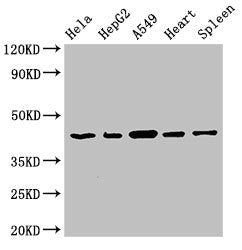 Western Blot Positive WB detected in: Hela whole cell lysate, HepG2 whole cell lysate, A549 whole cell lysate, Rat heart tissue, Rat spleen tissue All lanes: EIF3M antibody at 2.7µg/ml Secondary Goat polyclonal to rabbit IgG at 1/50000 dilution Pr...