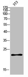 Western blot analysis of 3T3 lysis using ICOS antibody. Antibody was diluted at 1:500. Secondary antibody was diluted at 1:20000