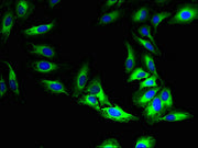 Immunofluorescent analysis of Hela cells using CSB-PA747224LA01HU at dilution of 1:100 and Alexa Fluor 488-congugated AffiniPure Goat Anti-Rabbit IgG(H+L)