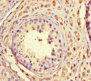 Immunohistochemistry of paraffin-embedded human testis tissue using CSB-PA747395LA01HU at dilution of 1:100