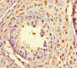 Immunohistochemistry of paraffin-embedded human testis tissue using CSB-PA747395LA01HU at dilution of 1:100