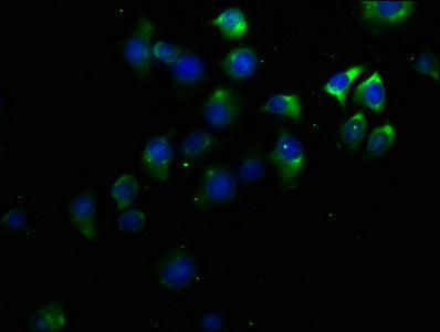 Immunofluorescence staining of A549 cells with CSB-PA747493LA01HU at 1:50, counter-stained with DAPI. The cells were fixed in 4% formaldehyde, permeabilized using 0.2% Triton X-100 and blocked in 10% normal Goat Serum. The cells were then incubate...