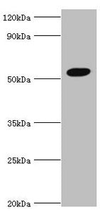 Western blot All lanes: Zinc finger protein AEBP2 antibody at 4ug/ml + Hela whole cell lysate Secondary Goat polyclonal to rabbit IgG at 1/10000 dilution Predicted band size: 55, 53, 34 kDa Observed band size: 55 kDa