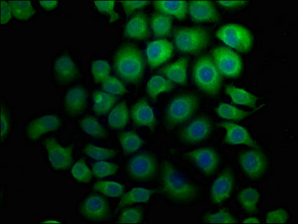 Immunofluorescence staining of A549 cells with CSB-PA748484HA01HU at 1:133, counter-stained with DAPI. The cells were fixed in 4% formaldehyde, permeabilized using 0.2% Triton X-100 and blocked in 10% normal Goat Serum. The cells were then incubat...
