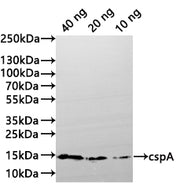 Western Blot Positive WB detected in: recombinant protein All lanes:cspA Antibody at 1:1000 Secondary Goat polyclonal to rabbit IgG at 1/20000 dilution Predicted band size: 8 kDa Observed band size: 14 kDa