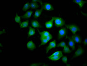 Immunofluorescence staining of A549 cells with CSB-PA748722LA01HU at 1:100, counter-stained with DAPI. The cells were fixed in 4% formaldehyde, permeabilized using 0.2% Triton X-100 and blocked in 10% normal Goat Serum. The cells were then incubat...