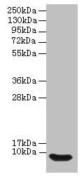 Western blot All lanes: Defb14 antibody at 12µg/ml + Rat liver tissue Secondary Goat polyclonal to rabbit IgG at 1/10000 dilution Predicted band size: 8 kDa Observed band size: 8 kDa