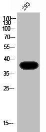 Western Blot analysis of 293 cells using AMPKγ1 Polyclonal Antibody