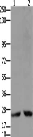 Gel: 10%SDS-PAGE, Lysate: 30 ug, Lane 1-2: Hela cells, 231 cells, Primary antibody: CSB-PA750763(HMGB2 Antibody) at dilution 1/2000, Secondary antibody: Goat anti rabbit IgG at 1/8000 dilution, Exposure time: 50 seconds