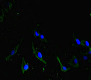 Immunofluorescent analysis of Hela cells using CSB-PA750783LA01HU at dilution of 1: 100 and Alexa Fluor 488-congugated AffiniPure Goat Anti-Rabbit IgG(H+L)