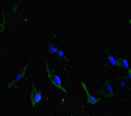 Immunofluorescent analysis of Hela cells using CSB-PA750783LA01HU at dilution of 1: 100 and Alexa Fluor 488-congugated AffiniPure Goat Anti-Rabbit IgG(H+L)