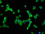 Immunofluorescence staining of SH-SY5Y cells with CSB-PA750910LA01HU at 1:66, counter-stained with DAPI. The cells were fixed in 4% formaldehyde, permeabilized using 0.2% Triton X-100 and blocked in 10% normal Goat Serum. The cells were then incub...