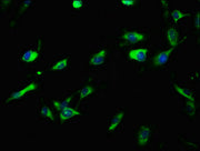 Immunofluorescence staining of U251 cells with CSB-PA751017LA01HU at 1:100, counter-stained with DAPI. The cells were fixed in 4% formaldehyde, permeabilized using 0.2% Triton X-100 and blocked in 10% normal Goat Serum. The cells were then incubat...