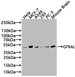 Western Blot Positive WB detected in: Hela whole cell lysate(20µg), MCF-7 whole cell lysate(20µg), A549 whole cell lysate(20µg), 293 whole cell lysate(20µg), PC-3 whole cell lysate(20µg)Mouse Brain tissue lysate(20µg) All lanes: GFRAL antibody at...