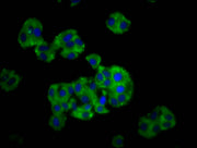 Immunofluorescence staining of HepG2 cells with CSB-PA751026LA01HU at 1:166, counter-stained with DAPI. The cells were fixed in 4% formaldehyde, permeabilized using 0.2% Triton X-100 and blocked in 10% normal Goat Serum. The cells were then incuba...