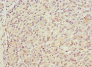 Immunohistochemistry of paraffin-embedded human pancreatic tissue using CSB-PA751092ESR1HU at dilution of 1:100