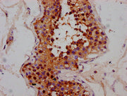 IHC image of CSB-PA751152LA01HU diluted at 1:300 and staining in paraffin-embedded human testis tissue performed on a Leica BondTM system. After dewaxing and hydration, antigen retrieval was mediated by high pressure in a citrate buffer (pH 6.0)....