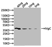 Western Blot Positive WB detected in: recombinant protein All lanes:hlgC Antibody at 1:1000 Secondary Goat polyclonal to rabbit IgG at 1/20000 dilution Predicted band size: 39.5 kDa Observed band size: 42 kDa