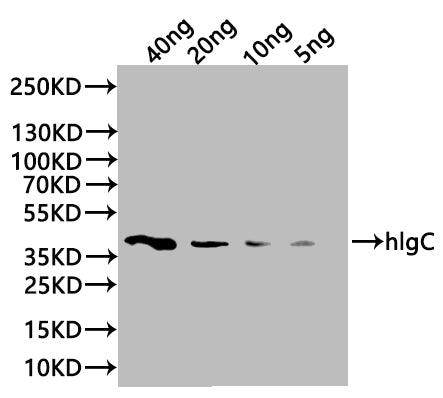 Western Blot Positive WB detected in: recombinant protein All lanes:hlgC Antibody at 1:1000 Secondary Goat polyclonal to rabbit IgG at 1/20000 dilution Predicted band size: 39.5 kDa Observed band size: 42 kDa