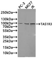 Western blot All lanes: TAS1R3 antibody at 1.48µg/ml Lane 1: K562 whole cell lysate Lane 2: HL60 whole cell lysate Lane 3: Hela whole cell lysate Lane 4: HepG2 whole cell lysate Secondary Goat polyclonal to rabbit IgG at 1/10000 dilution Predicted...