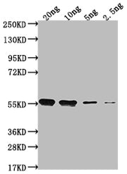 Western Blot Positive WB detected in Recombinant protein All lanes: clfA antibody at 1:2000 Secondary Goat polyclonal to rabbit IgG at 1/50000 dilution Predicted band size: 52.1 kDa Observed band size: 54 kDa