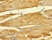 Immunohistochemistry of paraffin-embedded human skeletal muscle tissue using CSB-PA753612LA01HU at dilution of 1:100