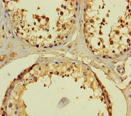 Immunohistochemistry of paraffin-embedded human testis tissue using CSB-PA753727LA01HU at dilution of 1:100