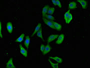 Immunofluorescence staining of HepG2 cells with CSB-PA754193LA01HU at 1:100, counter-stained with DAPI. The cells were fixed in 4% formaldehyde, permeabilized using 0.2% Triton X-100 and blocked in 10% normal Goat Serum. The cells were then incuba...