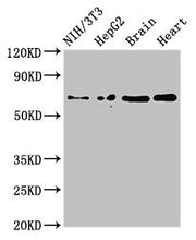 Western Blot Positive WB detected in: NIH/3T3 whole cell lysate, HepG2 whole cell lysate, Mouse brain tissue, Rat heart tissue All lanes: EMB antibody at 3ug/ml Secondary Goat polyclonal to rabbit IgG at 1/50000 dilution Predicted band size: 37, 3...