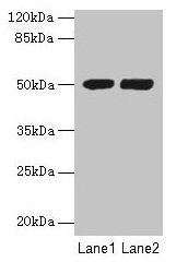 Western blot All lanes: TUBA3E antibody at 3µg/ml Lane 1: MCF-7 whole cell lysate Lane 2: Hela whole cell lysate Secondary Goat polyclonal to rabbit IgG at 1/10000 dilution Predicted band size: 50 kDa Observed band size: 50 kDa