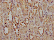 IHC image of CSB-PA754361LA01HU diluted at 1:200 and staining in paraffin-embedded human kidney tissue performed on a Leica BondTM system. After dewaxing and hydration, antigen retrieval was mediated by high pressure in a citrate buffer (pH 6.0)....