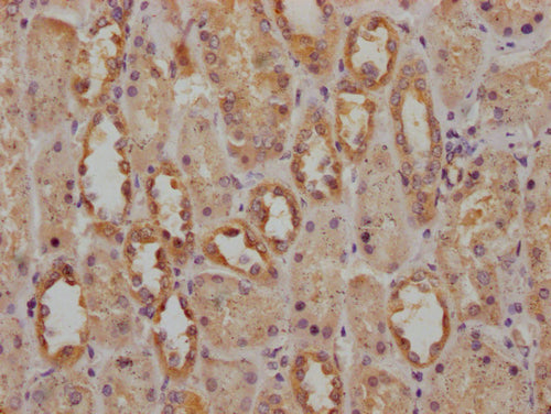 IHC image of CSB-PA754361LA01HU diluted at 1:200 and staining in paraffin-embedded human kidney tissue performed on a Leica BondTM system. After dewaxing and hydration, antigen retrieval was mediated by high pressure in a citrate buffer (pH 6.0)....