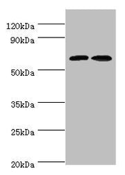 Western blot All lanes: CREB3L2 antibody at 6ug/ml Lane 1: Mouse liver tissue Lane 2: Mouse lung tissue Secondary Goat polyclonal to rabbit IgG at 1/10000 dilution Predicted band size: 58, 51, 28 kDa Observed band size: 58 kDa