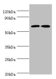 Western blot All lanes: CREB3L2 antibody at 6ug/ml Lane 1: Mouse liver tissue Lane 2: Mouse lung tissue Secondary Goat polyclonal to rabbit IgG at 1/10000 dilution Predicted band size: 58, 51, 28 kDa Observed band size: 58 kDa
