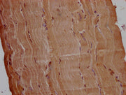 IHC image of CSB-PA754631LA01HU diluted at 1:200 and staining in paraffin-embedded human skeletal muscle tissue performed on a Leica BondTM system. After dewaxing and hydration, antigen retrieval was mediated by high pressure in a citrate buffer (...
