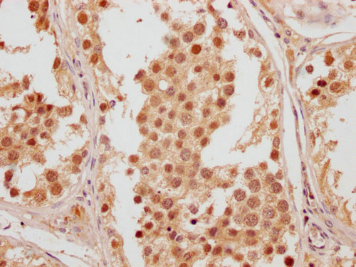 IHC image of CSB-PA757499LA01HU diluted at 1:200 and staining in paraffin-embedded human testis tissue performed on a Leica BondTM system. After dewaxing and hydration, antigen retrieval was mediated by high pressure in a citrate buffer (pH 6.0)....