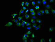 Immunofluorescence staining of A549 cells with CSB-PA757514LA01HU at 1:133, counter-stained with DAPI. The cells were fixed in 4% formaldehyde, permeabilized using 0.2% Triton X-100 and blocked in 10% normal Goat Serum. The cells were then incubat...
