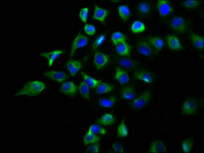 Immunofluorescence staining of A549 cells with CSB-PA757514LA01HU at 1:133, counter-stained with DAPI. The cells were fixed in 4% formaldehyde, permeabilized using 0.2% Triton X-100 and blocked in 10% normal Goat Serum. The cells were then incubat...