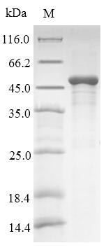 Recombinant Human HLA class I histocompatibility antigen, alpha chain G (HLA-G), partial