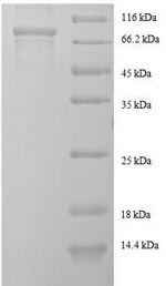 Recombinant Human EF-hand domain-containing protein KIAA0494 (KIAA0494), partial
