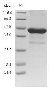 Recombinant Human Brain-derived neurotrophic factor (BDNF), partial
