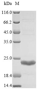 Recombinant Acinetobacter baumannii BlaNDM-1 (NDM-1), partial