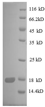 Recombinant Escherichia coli 30S ribosomal protein S8 (rpsH)