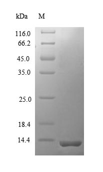 Recombinant Mouse C-C motif chemokine 12 (Ccl12)