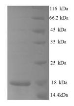 Recombinant Mouse C-C motif chemokine 25 (Ccl25), partial