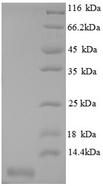 Recombinant Mouse C-X-C motif chemokine 3 protein (Cxcl3)