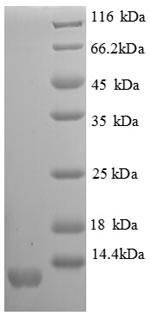 Recombinant Mouse C-X-C motif chemokine 11 (Scyb11), partial