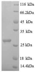 Recombinant Arabidopsis thaliana Abscisic acid receptor PYL1 (PYL1), partial